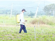 Phú Yên: Chế phẩm sinh học “đánh thức” cơ chế phòng vệ tự nhiên của cây trồng